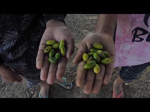 Khinni ka ped | Manilkara hexandra | Khirni | Dayra Pond | Khandela | Rajasthan