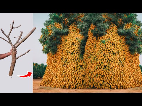 Unique​ Technique  Grafting Mango Tree Using Tires Growing Faster and Has Many Fruits