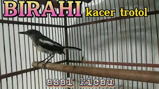 Download lagu birahi kacer trotol gacor full// pas buat pancingan kacer trotol mp3
