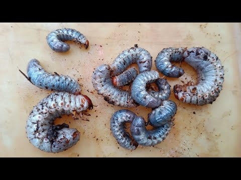 This old coconut tree became a nest for beetle larvae, I found a lot of them #insects #beetles