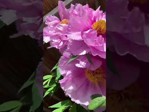 牡丹の花に自然な肥料を作る方法