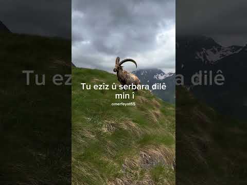 Siyabend û Xecê - Metin Barlık #dengbej #dengbêj #kilam #music #kurdi #kurdish #kürtçe #müzik