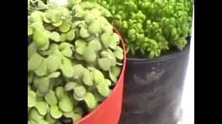 My Attempt At Growing Food =)