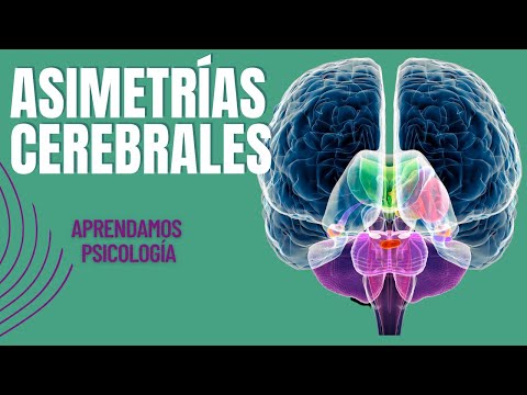 Resumen de Asimetrías Cerebrales!