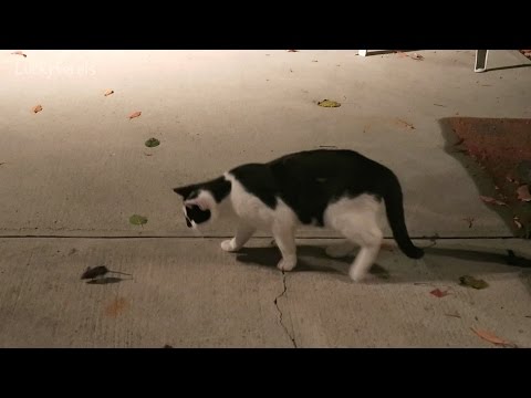 Cat Catches Mouse. Cat Plays With Mouse. Cat Eats Mouse. - Real Life Tom And Jerry