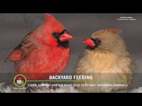 Attracting Northern Cardinals