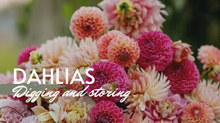Digging and Storing Dahlias | EverCrest