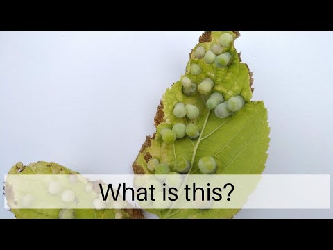 What are Hackberry Galls?