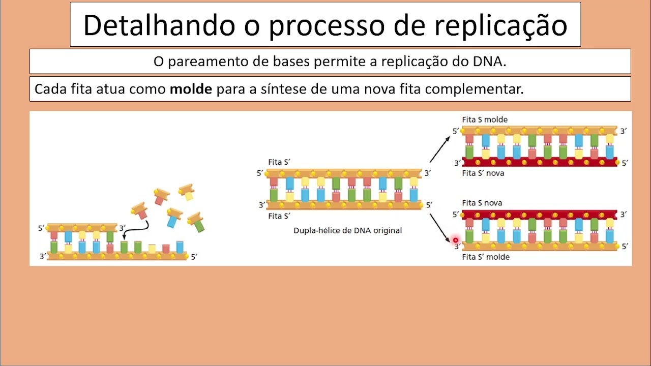 Replicação do DNA - Genética FIBRA