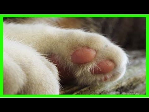 Feline plasma cell pododermatitis: my cat has a sore paw