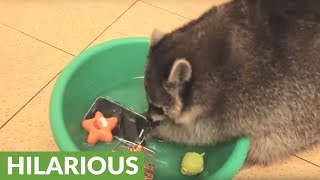 Raccoon decides to wash and rinse owner&#39;s smartphone