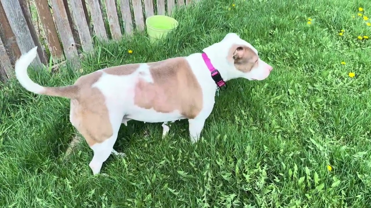 Enlarge Patty, a ADOPTABLE mixed breed in Aurora, IL video 5/5