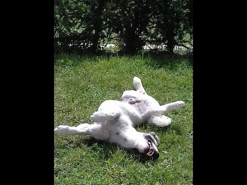 Reggeli madárhangok.