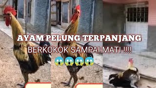 Download lagu AYAM PELUNG BERKOKOK SAMPAI MATI!! mp3 Download lagu AYAM PELUNG BERKOKOK SAMPAI MATI!! mp3