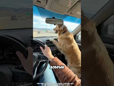 Эта собака выпала из машины своего хозяина.#short