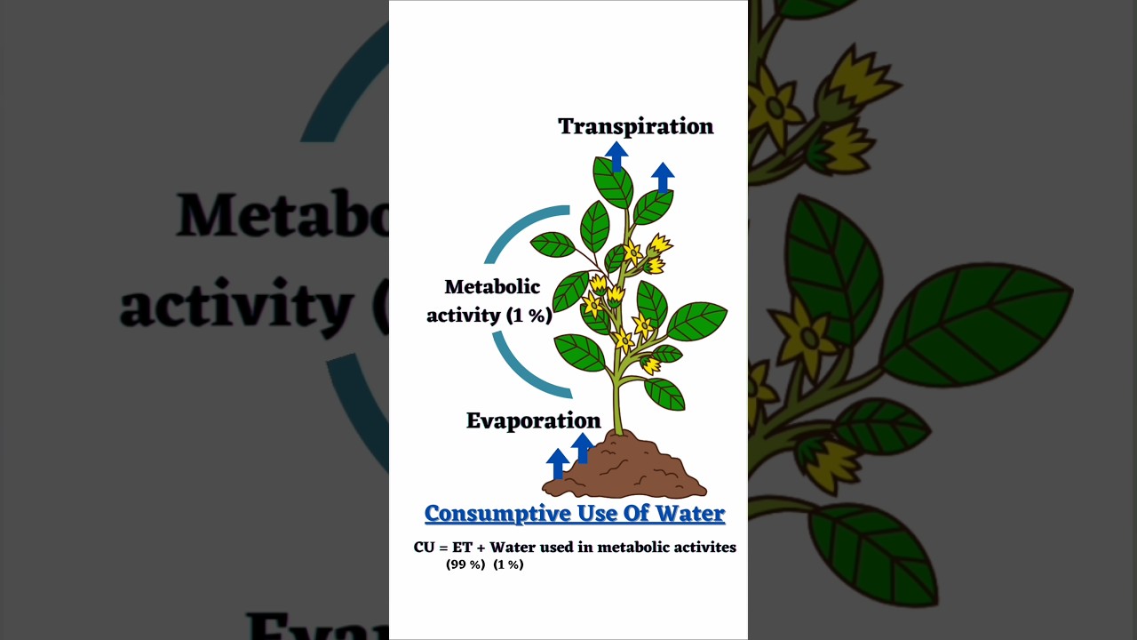 What is Consumptive Use Of Water ? #irrigation #agronomy #agriculture