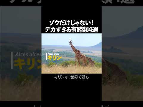 有蹄動物 - 意味、特徴、例