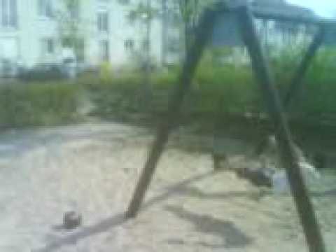 Schaukelen mit Doofnuss