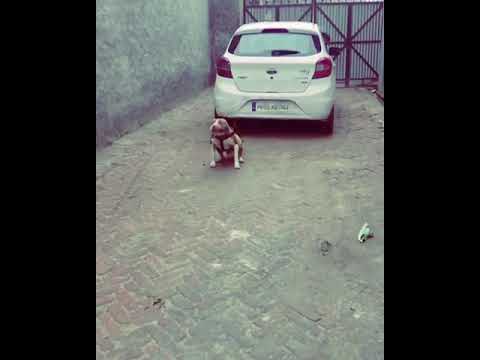 JACK PUTT💪🏼 |  ANKLE BREAKER | PITBULL FIGHTER | PINDER BULLz | Power Check 💪🏼