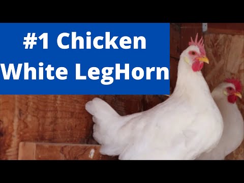 , title : 'White Leghorn chickens ( Best Egg Layers )'