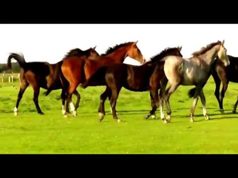 Dancier Filly 1 y old