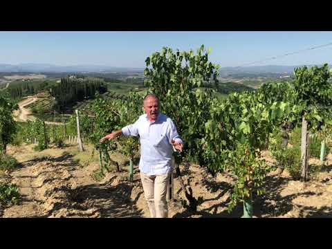 Villa Rosa Vineyard: Overview from Andrea Cecchi
