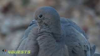 MALE MOURNING DOVE