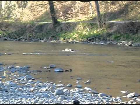 Spike die Wasserratte