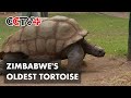 Zimbabwe S Oldest Tortoise Stays Popular Among Locals