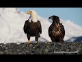 Bald Eagle Doku