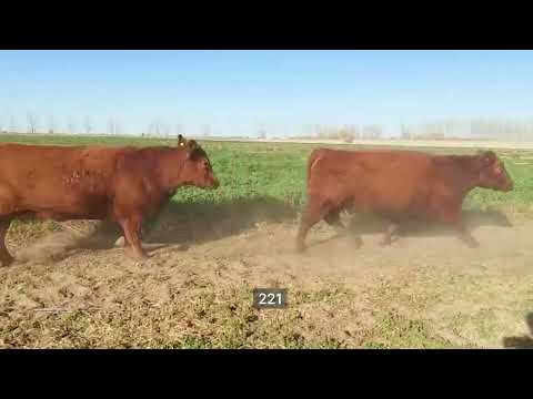 Lote 35 Vacas preñadas en Lavalle, Mendoza