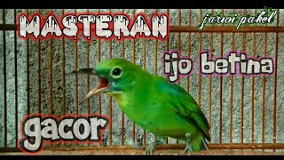 Download lagu CUCAK IJO BETINA GACOR corr. TEMBAKAN kasar CAK CUNGKOK mp3 Download lagu CUCAK IJO BETINA GACOR corr. TEMBAKAN kasar CAK CUNGKOK mp3