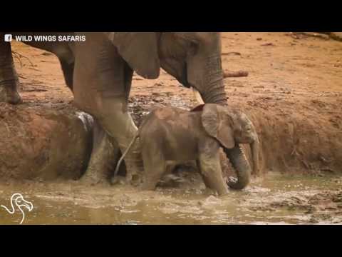 Baby Elephant Learns What Family Is For