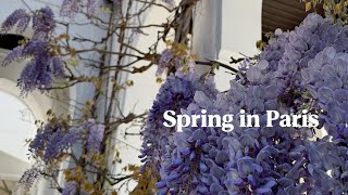 パリの春🌿｜Grande Mosquée de Parisの藤と茶葉専門店Conservatoire des Hémisphères