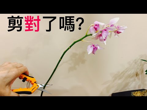 , title : '蘭花(16)（粵語）蝴蝶蘭花後花梗如何處理'