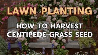 How to Harvest Centipede Grass Seed
