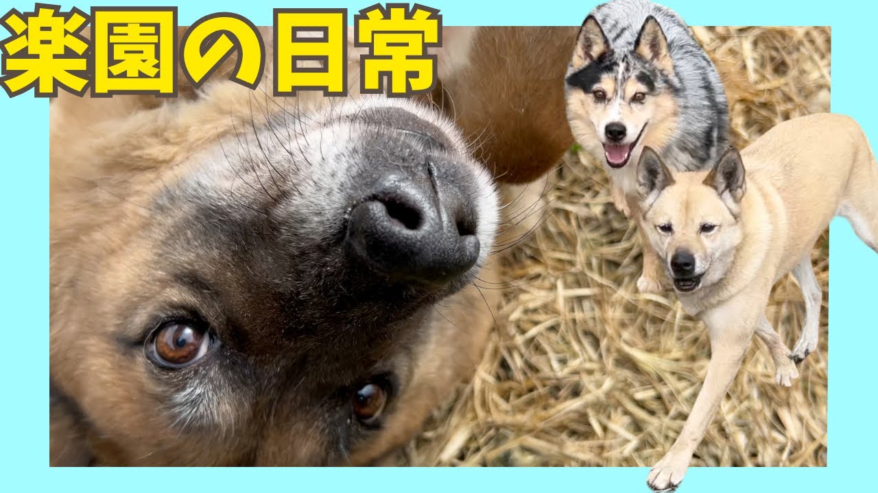 【楽園の日常１コマ】梅干しがちょっと格好良かった日