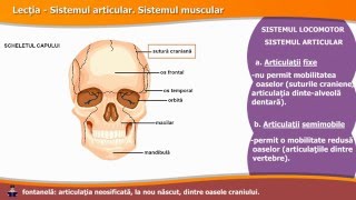 Sistemul articular. Sistemul muscular.