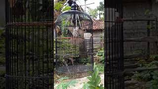 Download lagu Inilah Trucukan Yang Sering Juara di Lomba / Gantangan #shorts mp3 Download lagu Inilah Trucukan Yang Sering Juara di Lomba / Gantangan #shorts mp3