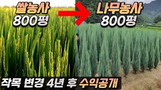 쌀농사 800평 접고, 나무로 순수익 2억 달성 6가지 비밀