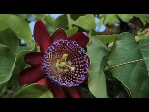 Primavera Pampeana - Miro Saldanha