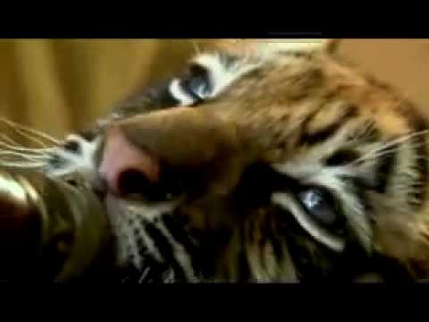 &ldquo;Doi frați", o poveste extraordinară despre frăție și prietenie