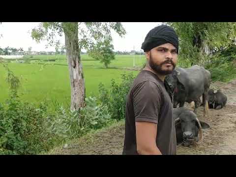 Satluj Dariya pani to darry log. Apnny ap nu saf kar dy hoey