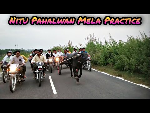Libberhedi race || Mela Practice || (3.5KM) || Nitu Pahalwan || jhota race || new jhota race 2021