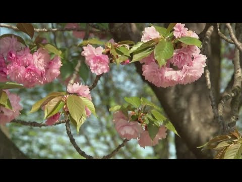 Pollen Count The Woodlands Tx