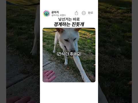 경계하는 진돗개