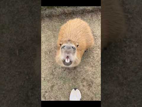 Capybara ：Nice to meet you #cute #capybara  #animals #funny