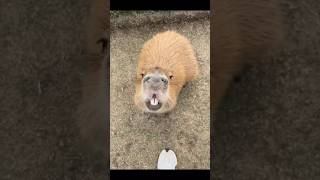 Download lagu Capybara ：Nice to meet you #cute #capybara  #animals #funny mp3