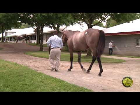 Hip 69 Joyful Victory 17