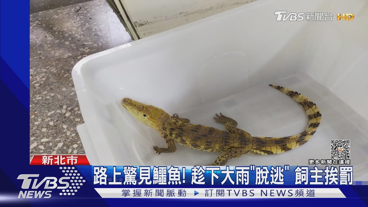 路上驚見鱷魚!趁下大雨「脫逃」 飼主挨罰
